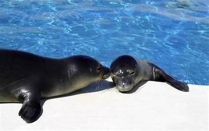 Seal Seals Monk Wallpapers Animals Animal Read