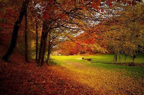 Free Photo Autumn Forest Woods Nature Fall Free