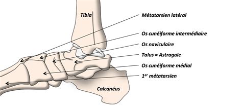 Ils protègent la cheville lors des mécanismes d'entorse. Anatomie de la Cheville et du Pied - Clinique Ostéo ...