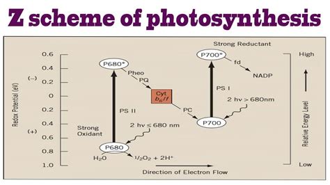 Z Scheme Of Photosynthesis BIOLOGY ARTICLES AND MCQS YouTube