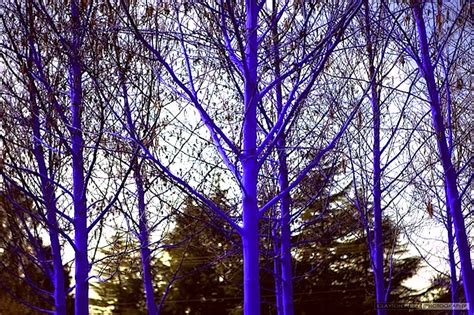Stunning Electric Blue Trees Spring Up In Seattle