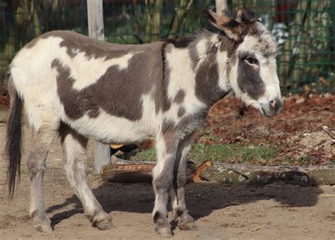 Donkey Equus Africanus Asinus