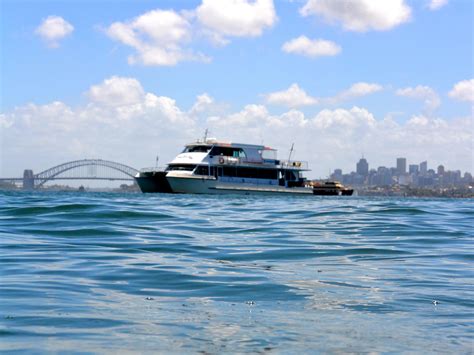 Oz Whale Watching Sydney All You Need To Know Before You Go