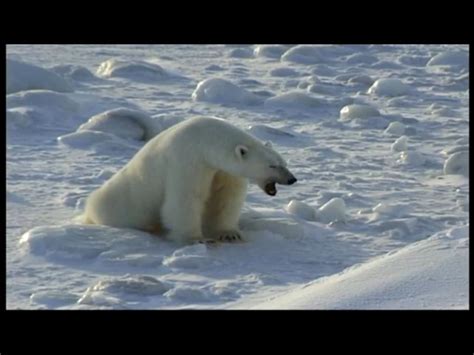 Encyclopaedia Of Babies Of Beautiful Wild Animals The Polar Bear Cub