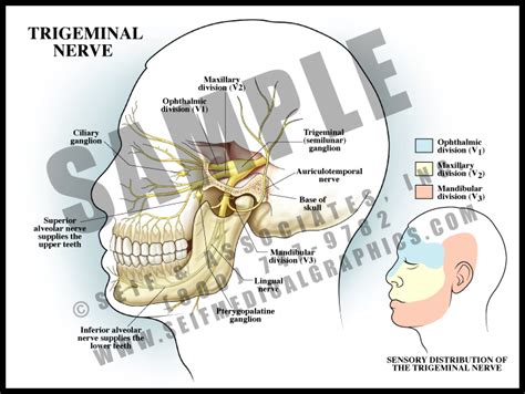 Trigeminal Nerve Sanda Medical Graphics