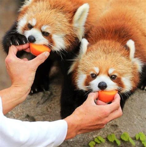 Please Follow Iloveredpandas Hungry Little Cuties Redpanda Panda