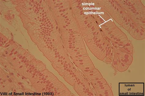 Simple Columnar Tutorial Histology Atlas For Anatomy And Physiology