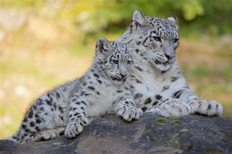 Adorable Snow Leopard Cubs Thriving At Zoo Zürich In