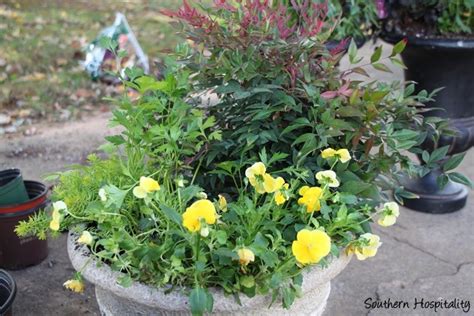 Planting Containers With Southern Living Plant Collection Southern