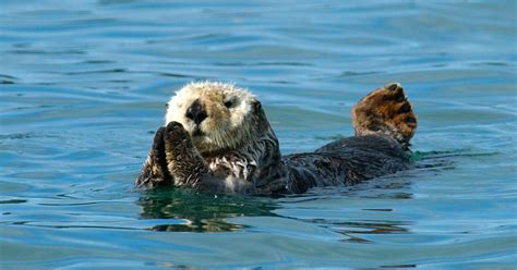 Northern Sea Otter Marine Mammal Commission
