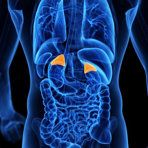 Pheochromocytoma Adrenal Glands Medlineplus