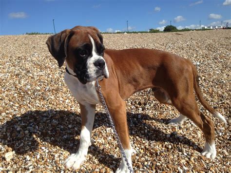 Boxer Dog Loves The Beach Boxer Puppies Boxer Dogs Dogs