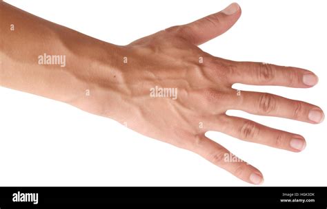 Veins Arm Woman High Resolution Stock Photography And Images Alamy