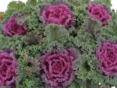 Welcome To Clesen Wholesale Kale Nagoya Red