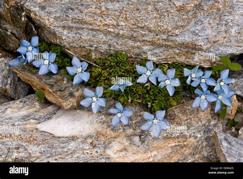 Spring Gentian Gentiana Verna Pale Form French Alps Stock Photo Alamy