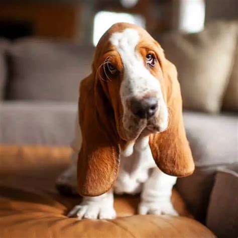 Basset Hounds Dogs Breed Facts And Information