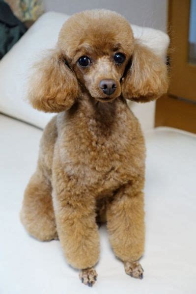 Toy Poodle Grooming Styles Poodle Puppy Toy