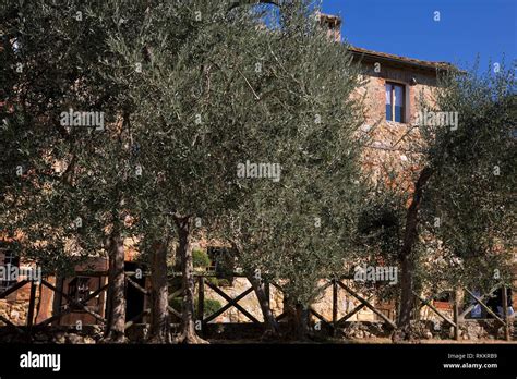 Old Olive Trees Stock Photos And Old Olive Trees Stock Images Alamy