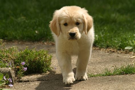 Golden Retriever Puppy Rob Kleine Flickr