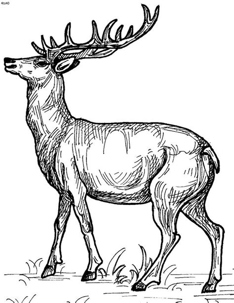 No response for deer coloring pages free realistic deer printable. Image result for free masculine coloring pages for adults | Deer coloring pages, Animal coloring ...