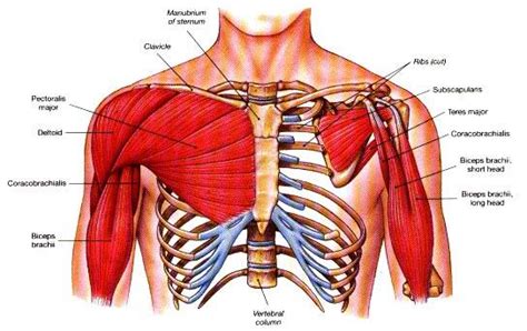 The serratus anterior muscles are not always included in the anatomy of the chest and many don't consider them to be one of the chest muscles. Anatomy and Physiology of Respiration - Speech, Language ...