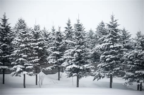 8 Things For The Holidays You Didnt Know About Pine Trees