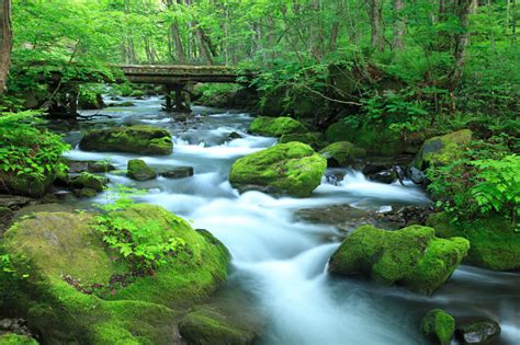 Stream In Green Forest Stock Photo Download Image Now Istock