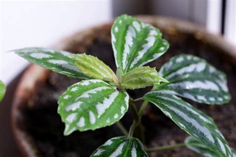 How To Grow Aluminum Plants Pilea Cadierei