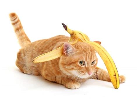 Can Cats Eat Bananas 3 Best Tips Included