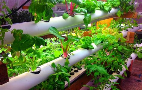 10 Best Diy And Cheap Container Vegetable Gardening Ideas Anyone Can Use