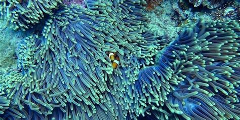 Our Marvelous Coral Reefs Why We Need Them And How You Can Help Save