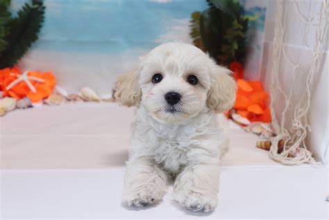 Maltese, indiana » michigan township. Maltipoo Puppies For Sale | Las Vegas, NV #281575