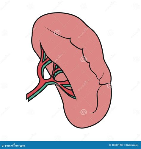 Illustrazione Della Milza Disegno Della Milza Illustrazione Di Stock