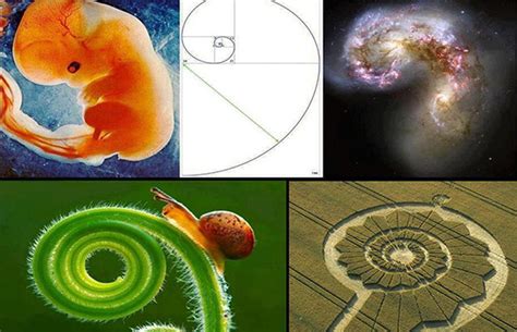 Understanding The Fibonacci Sequence And Golden Ratio