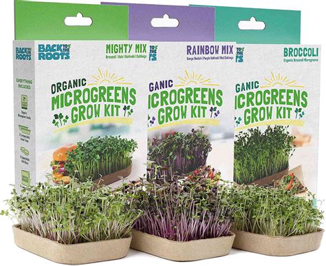The 9 Best Microgreen Growing Kits Of 2022