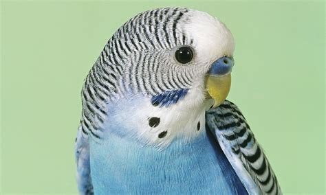 Budgie Wallpapers High Quality Download Free