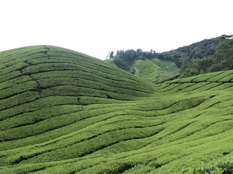 Lokasi yang paling popular di kalangan pelancong adalah di kalau anda berbulan madu di cameron highland, destinasi ladang teh sebegini adalah wajib untuk anda singgah kerana aktivitinya lebih santai untuk. Ladang Teh Boh Sg.Palas | Destinasi Percutian Cameron ...