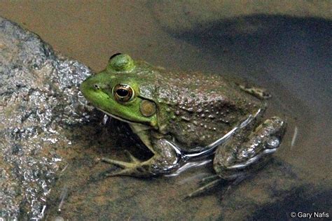 American Bullfrog Lithobates Catesbeianus