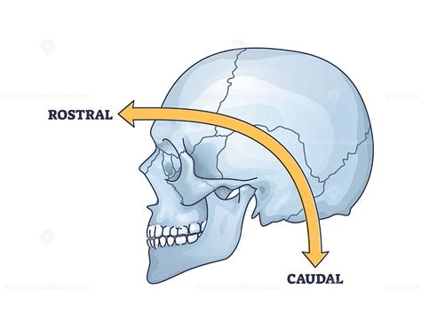 Rostral Vs Caudal As Location In Frontal Or Back Location Outline