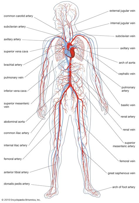 Arterial Circulatory System