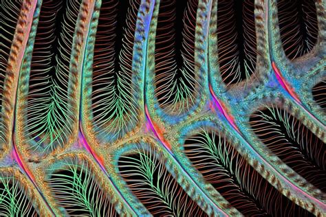 These Incredible Microscope Photos Reveal A Bizarre Universe Beyond Our