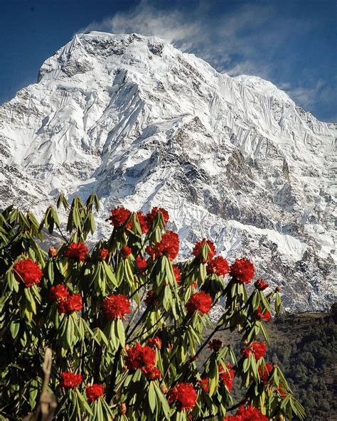 Spring View Of The Himalayas Red Rhododendron Is National Flower Of