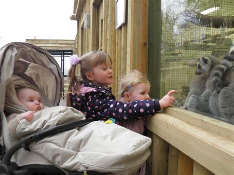 Animals At The Welsh Mountain Zoo Liverpool Echo