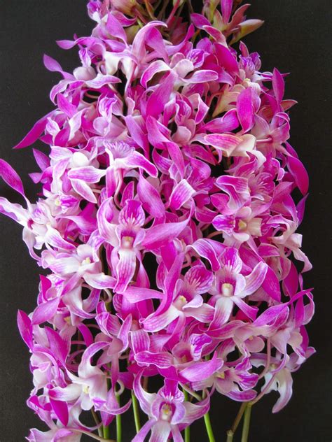We offer mother's day flower delivery online internationally. Mother's Day Orchid Flowers | Orchidaceous! Orchid Blog