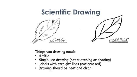 How To Do Scientific Drawings For Biological Courses Schoolworkhelper