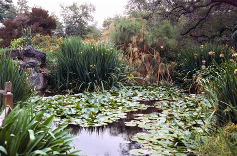 Filegarden Pond Los Angeles Arboretum Wikipedia