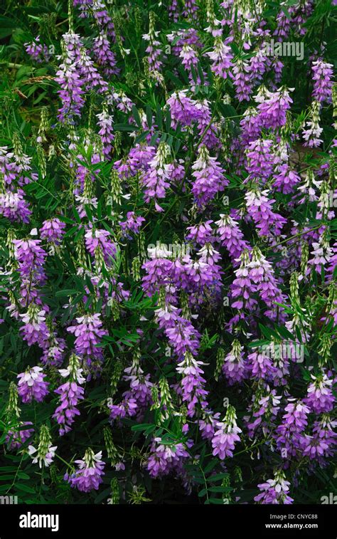 A Mass Of Goats Rue In Flower Uk Stock Photo Alamy