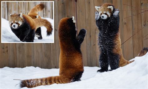 Airlines Óvakodik Beszélgetés Red Panda Standing Up Puszta Részeg Cserjés