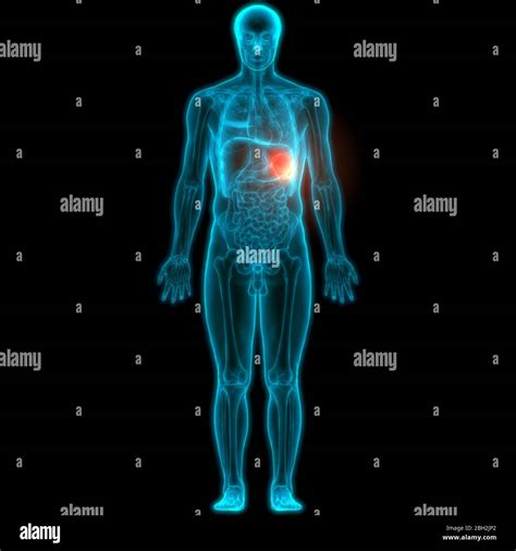 Human Internal Organ Spleen Anatomy Stock Photo Alamy