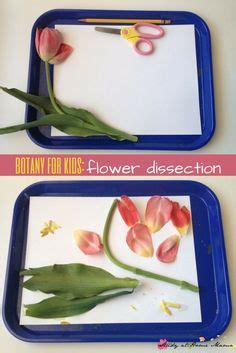 Planting and growing seeds with kids at home or school. 70 Best Plant Activities for Kids images in 2019 | Plant ...
